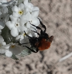 Melecta
