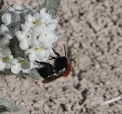 Melecta