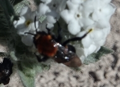 Melecta