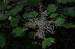 Sinopanax formosanus