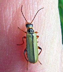 Metacantharis clypeata