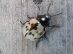 Doryphorina