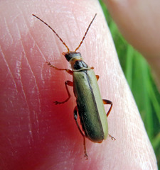 Metacantharis clypeata