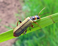 Metacantharis clypeata
