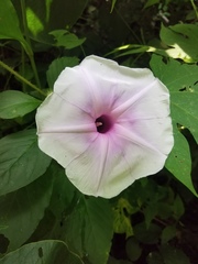 Ipomoea setosa