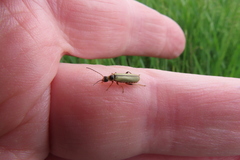 Metacantharis clypeata