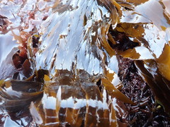 Desmarestia ligulata