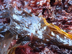 Desmarestia ligulata