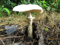 Saproamanita vittadinii