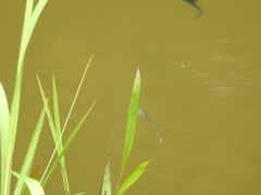 Aciagrion approximans