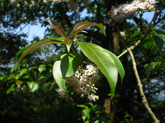 Ehretia longiflora