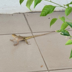 Calotes versicolor
