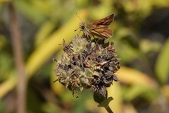 Ochlodes agricola