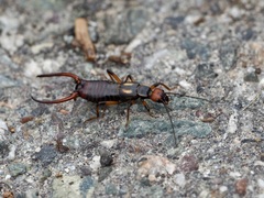 Oreasiobia fedtschenkoi