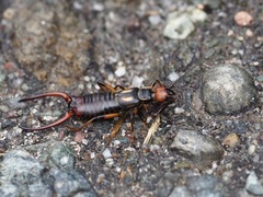 Oreasiobia fedtschenkoi