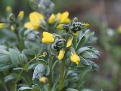 Thermopsis alpina