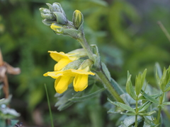 Thermopsis alpina
