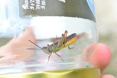 Chorthippus maritimus maritimus