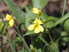 Viola acutifolia