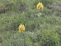 Phlomoides speciosa