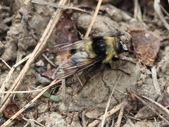 Criorhina caudata