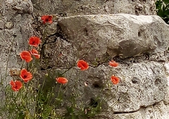 Papaver rhoeas