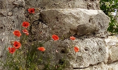 Papaver rhoeas