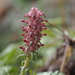 Pedicularis albertii - Photo (c) Jonathan Newman, some rights reserved (CC BY-NC), uploaded by Jonathan Newman