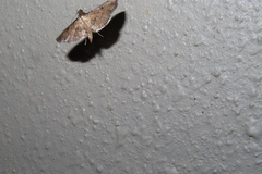 Nacoleia charesalis