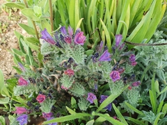 Echium angustifolium