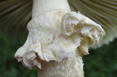 Saproamanita vittadinii