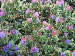 Echium angustifolium