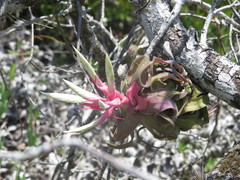 Tillandsia streptophylla