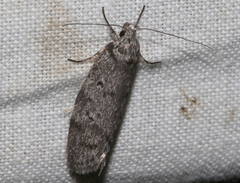 Ericrypsina chorodoxa