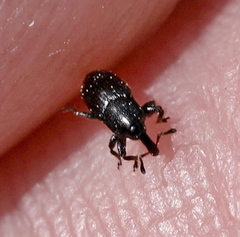 Baridina