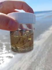 Liocarcinus depurator