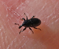 Baridina