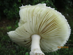 Saproamanita vittadinii