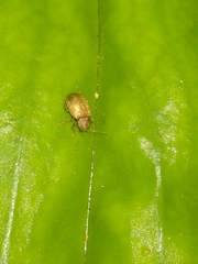 Demotina modesta