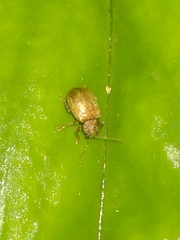 Demotina modesta