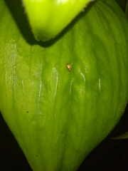 Demotina modesta