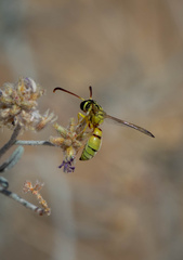 Pterocheilus pimorum