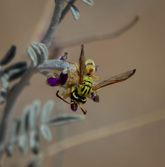 Pterocheilus pimorum