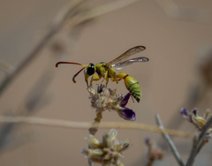 Pterocheilus pimorum