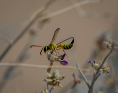 Pterocheilus pimorum