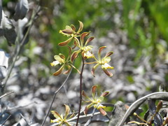Encyclia alata
