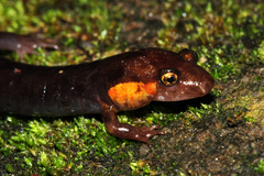 Desmognathus imitator