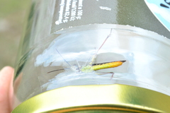 Chorthippus maritimus maritimus