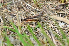 Chorthippus maritimus maritimus