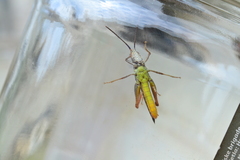 Chorthippus maritimus maritimus